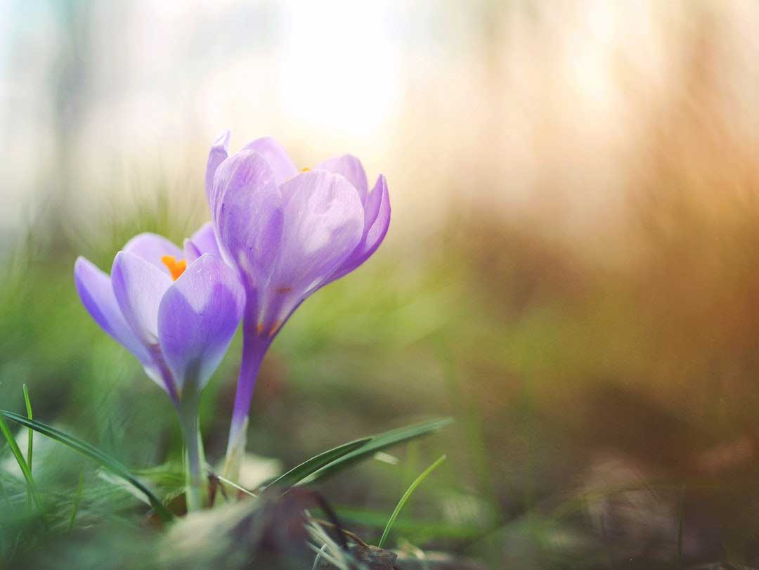 ¡Ha llegado la primavera!